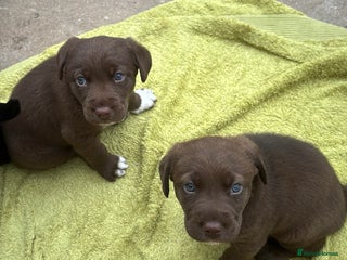 Borador dogs - Advert 4