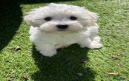 Morkie dogs for sale: Morkie Pups - Image 18