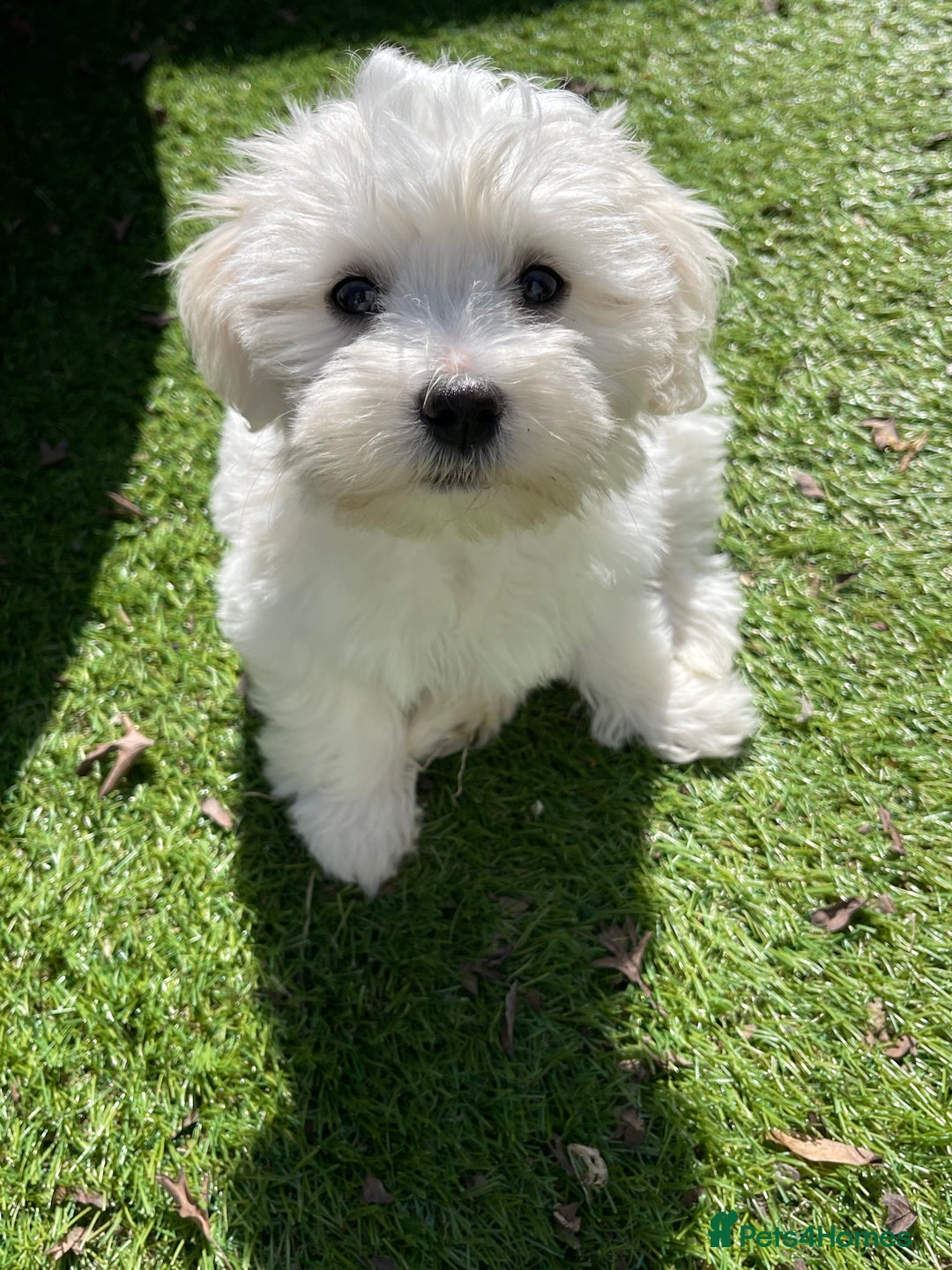 Morkie dogs for sale: Morkie Pups - Image 18