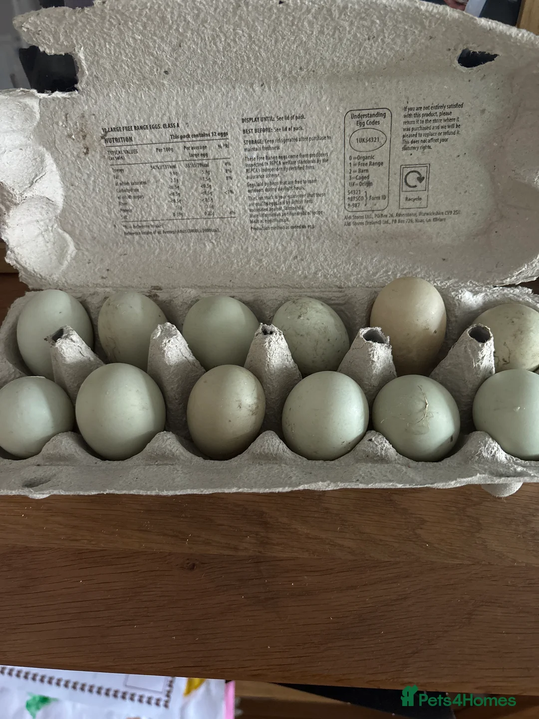 Ducks poultry for sale: Mixed Call Duck Hatching Eggs  - Advert 1