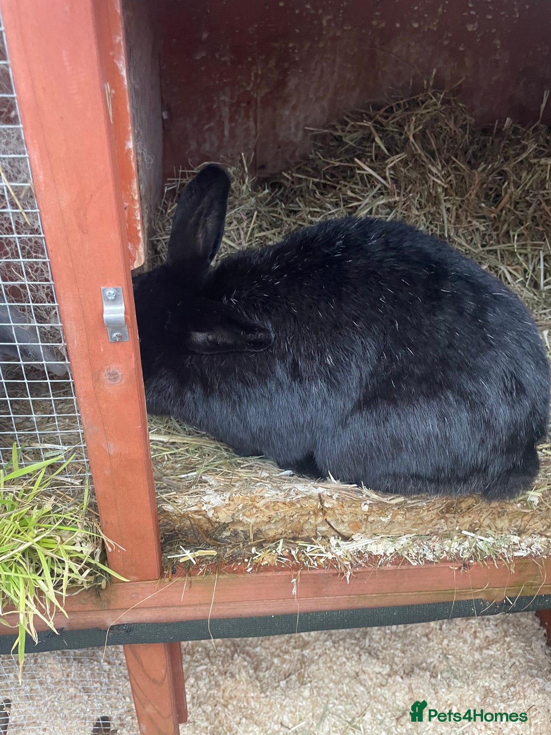 Mixed Breed rabbits for sale: Rabbits for rehome  - Advert 5