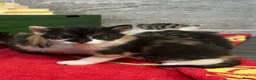 Domestic Shorthair cats for sale: Child friendly kittens in Langport - Advert 11