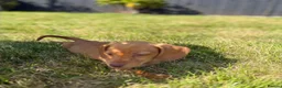 Miniature Dachshund dogs for sale: READY TO LEAVE🏆💙💖 KC REG 5 STAR BREEDER💙💖🏆 - Advert 30