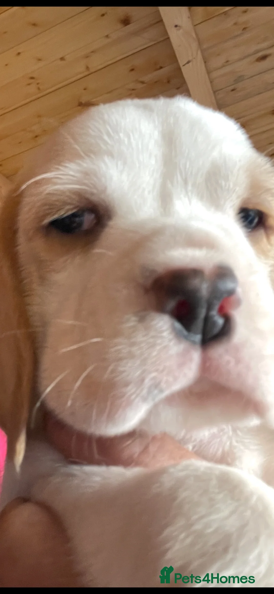Beagle dogs for sale: kc reg pups ready NOVEMBER  - Advert 2