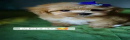 Maltipoo dogs for sale: Exceptional F1 Asian Maltipoo puppies - Advert 24