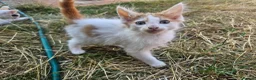 Mixed Breed cats for sale: Adorable Kittens ready for their forever homes in Biggleswade - Advert 7