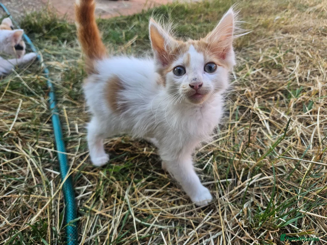 Mixed Breed cats for sale: Adorable Kittens ready for their forever homes - Advert 10
