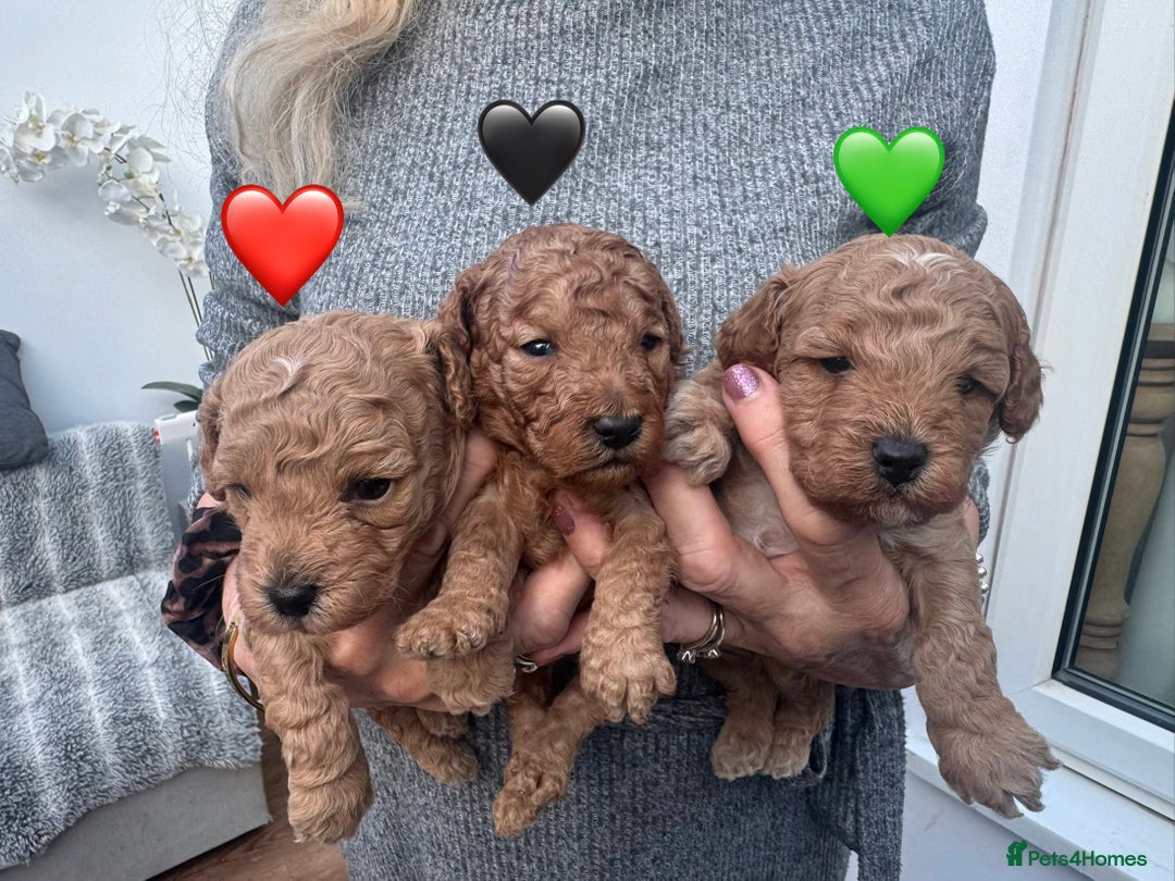 Cavapoo dogs for sale: F1b Teddy bear cavapoos Red & Apricot ❤️🧡 - Advert 2
