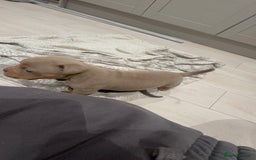 Olde English Bulldogge dogs for sale: Top quality olde English bulldogs - NEBBER REG - Advert 5