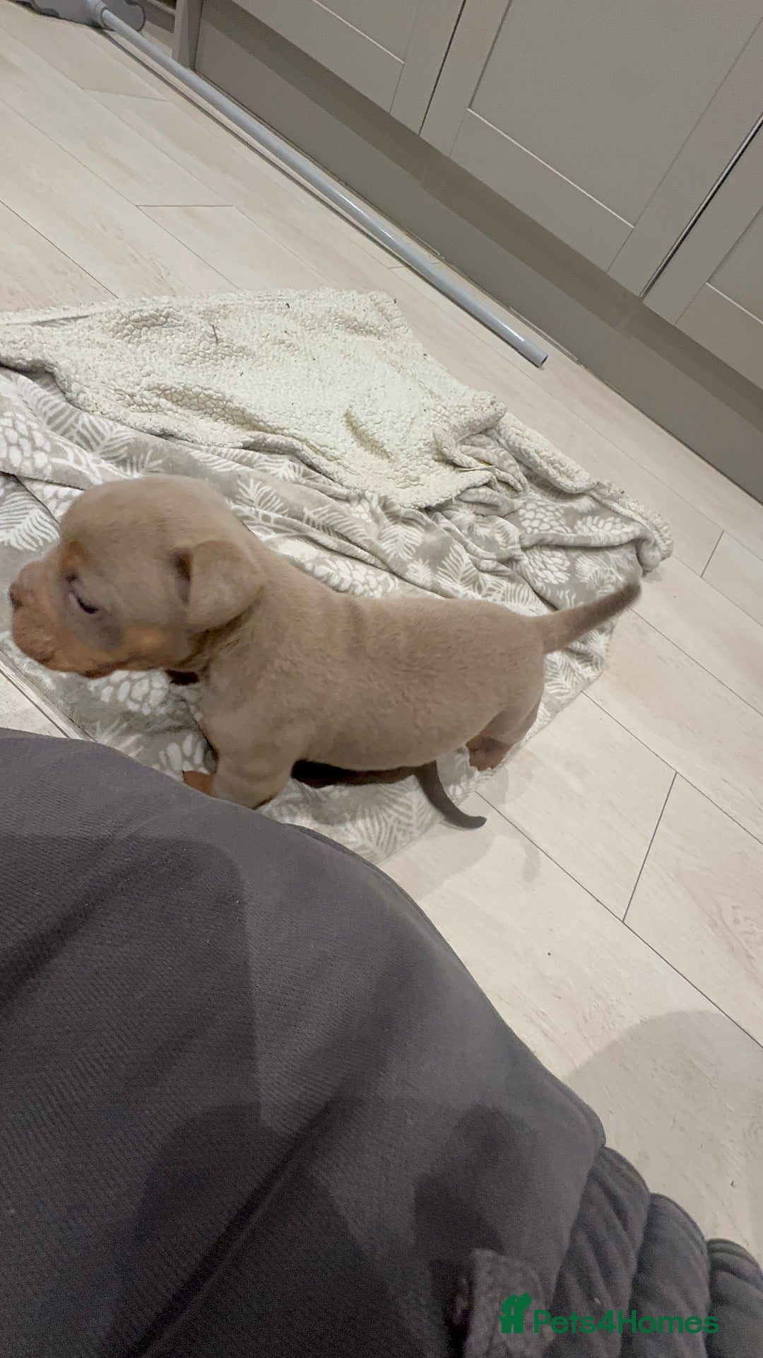 Olde English Bulldogge dogs for sale: Top quality olde English bulldogs - NEBBER REG - Advert 5