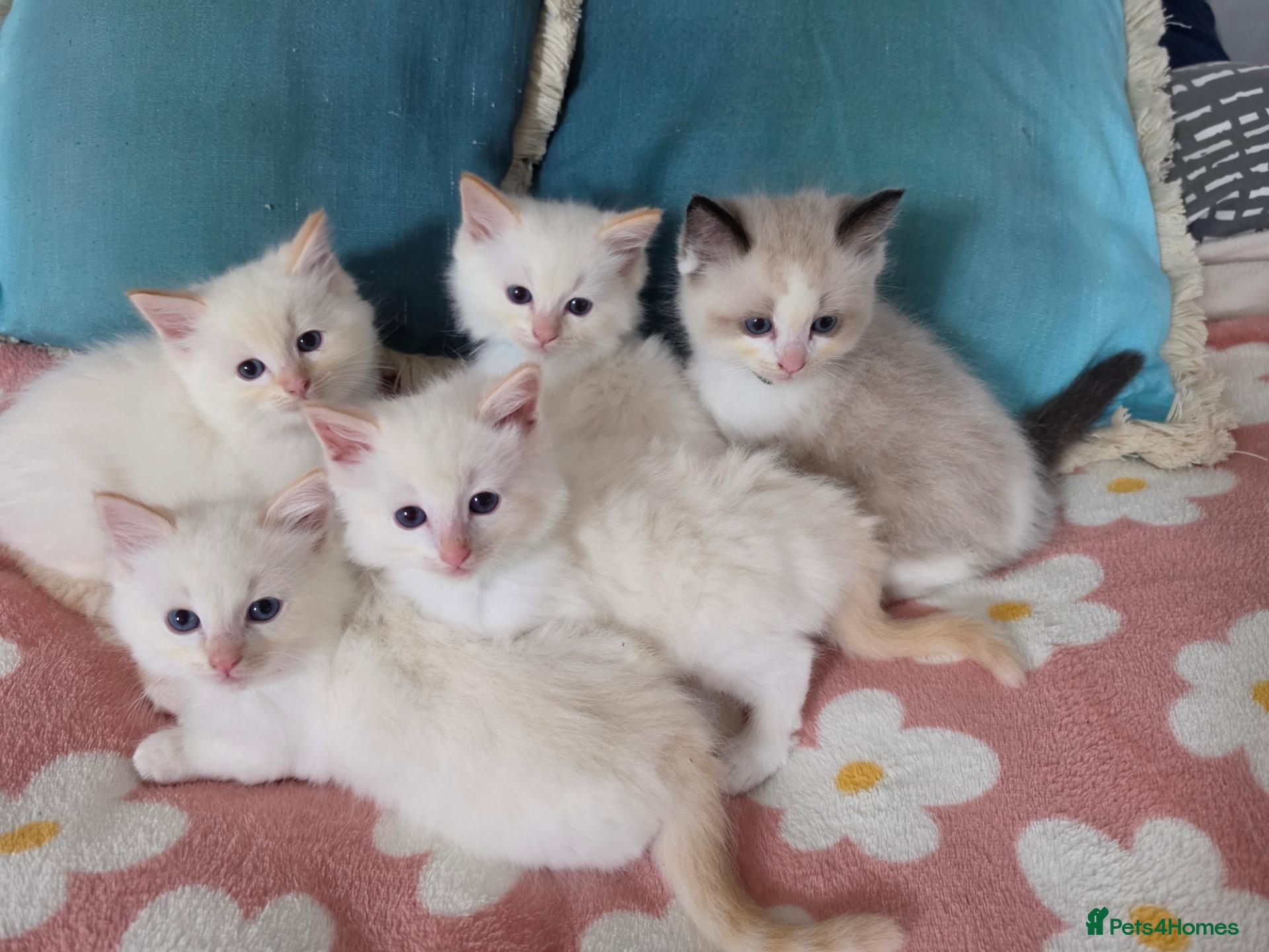 Ragdoll cats GCCF registered Ragdoll kittens  - Advert 2