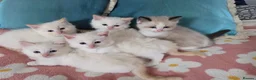Ragdoll cats for sale: GCCF registered Ragdoll kittens  - Advert 3