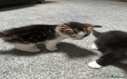 Domestic Shorthair cats for sale: beautiful tabby and black and white kittens - Image 12