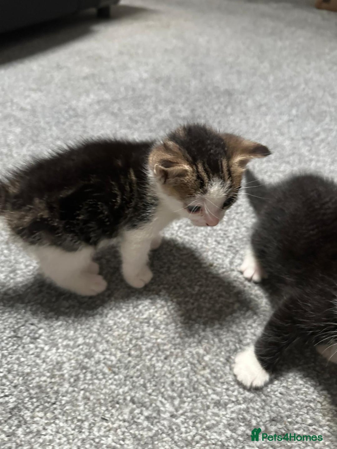 Domestic Shorthair cats for sale: beautiful tabby and black and white kittens - Image 12