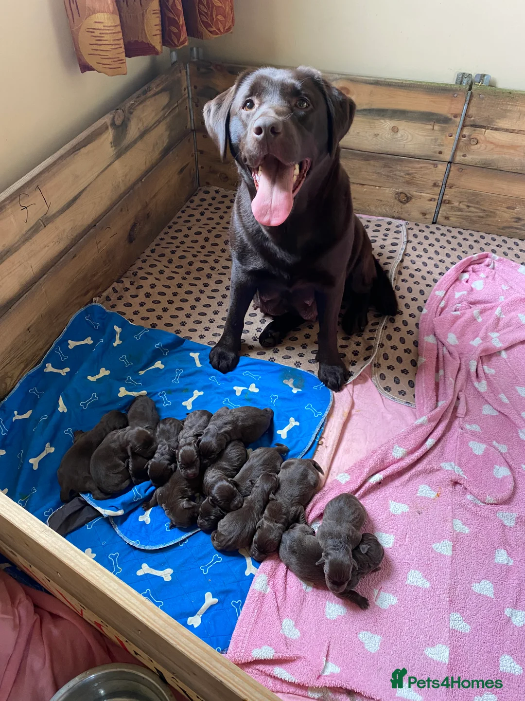 Labrador Retriever dogs for sale: KC Reg Chocolate Labrador Pups Excellent Pedigree  - Advert 1
