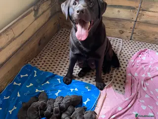 Labrador Retriever dogs KC Reg Chocolate Labrador Pups Excellent Pedigree in Rugeley - Advert 9