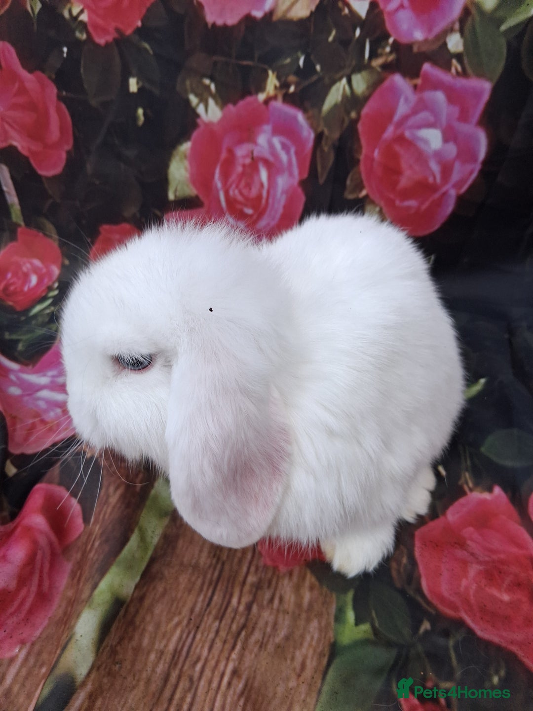 Mini Lop rabbits for sale: Mini lop rabbits - Advert 3