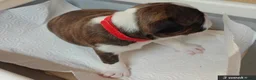 Mixed Breed dogs for sale: Boston Cross Pups Looking for Their Forever Home - Advert 19