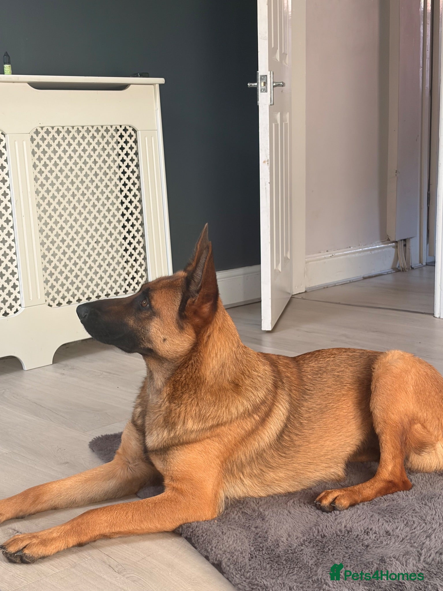 Belgian Shepherd Dog dogs Narla for re home  - Advert 6