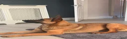 Belgian Shepherd Dog dogs for sale: Narla for re home  - Advert 1