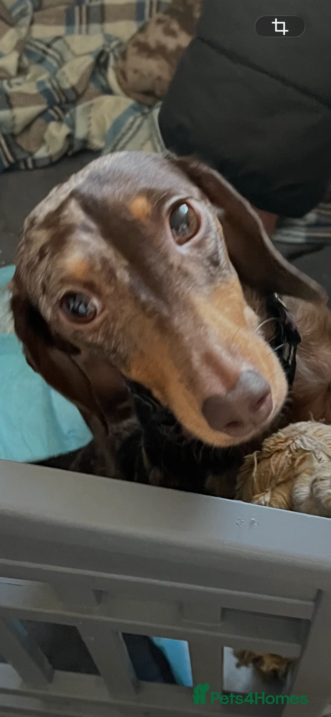 Miniature Dachshund dogs for sale: Miniature dachshund puppy 4 months old  - Advert 2