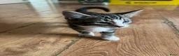 Mixed Breed cats for sale: Cute and playful  - Advert 3