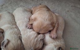 Golden Retriever dogs for sale: Beautiful KC reg Golden Retriever pups - Image 11