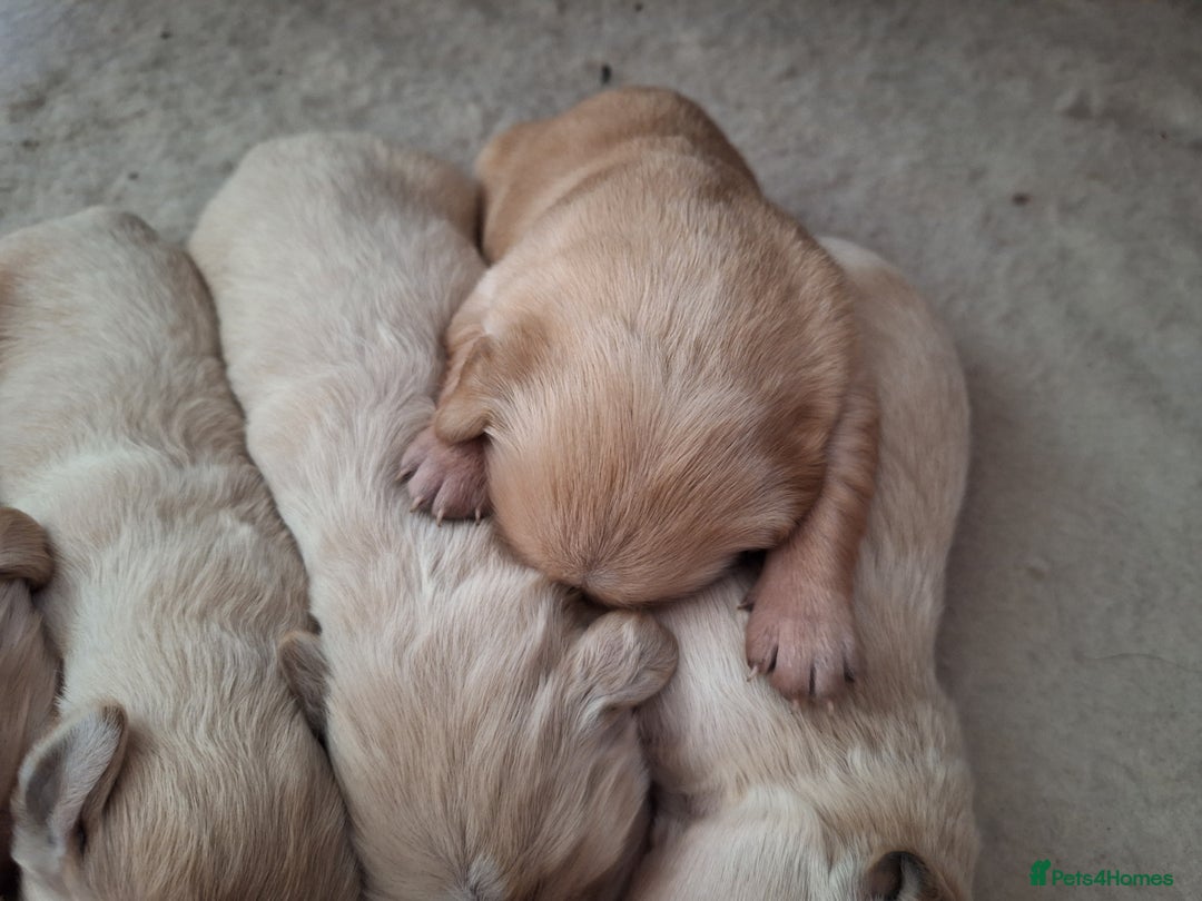 Golden Retriever dogs for sale: Beautiful KC reg Golden Retriever pups - Image 11