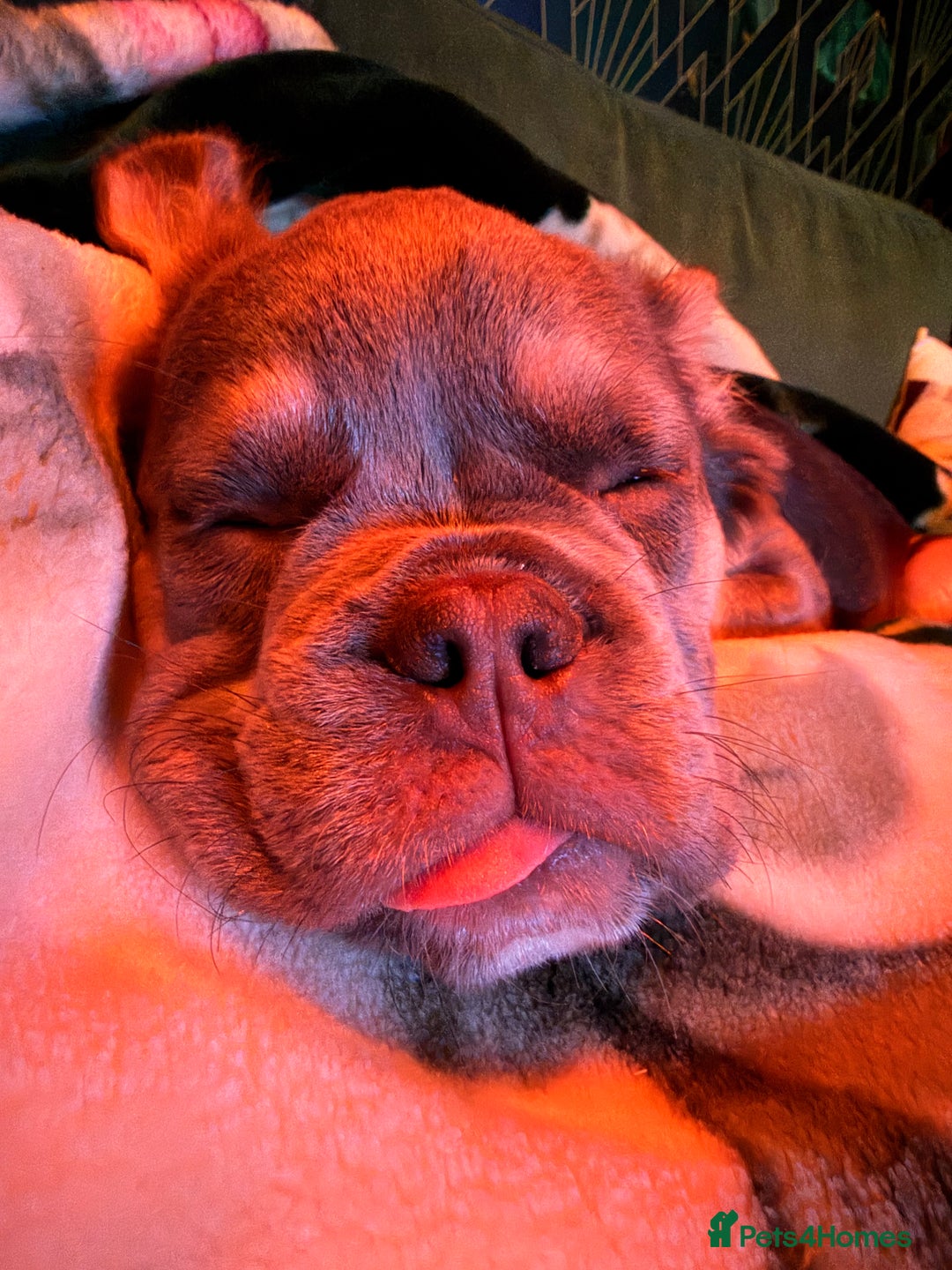 French Bulldog dogs for sale: Buffy the Fluffy Female French Bulldog - Advert 7