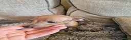 Italian Greyhound dogs for sale: KC reg Italian greyhound puppies  in Sheffield - Advert 9