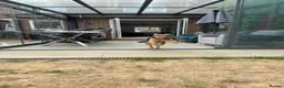 Mixed Breed dogs for adoption: Tiny Cookie is Looking for Forever Home 🐾 in St Albans - Advert 8