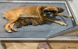 Boxer dogs for sale: 27 Champion bloodline red and black mask boxers - Image 15