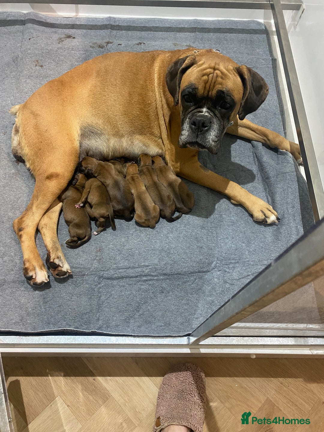 Boxer dogs for sale: 27 Champion bloodline red and black mask boxers - Image 15