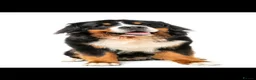 Bernese Mountain Dog dogs for stud: Proven Bernese Mountain Dog - Advert 8