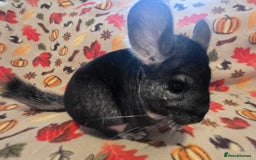 Chinchilla rodents for sale: Black pearl Carriers - Image 8
