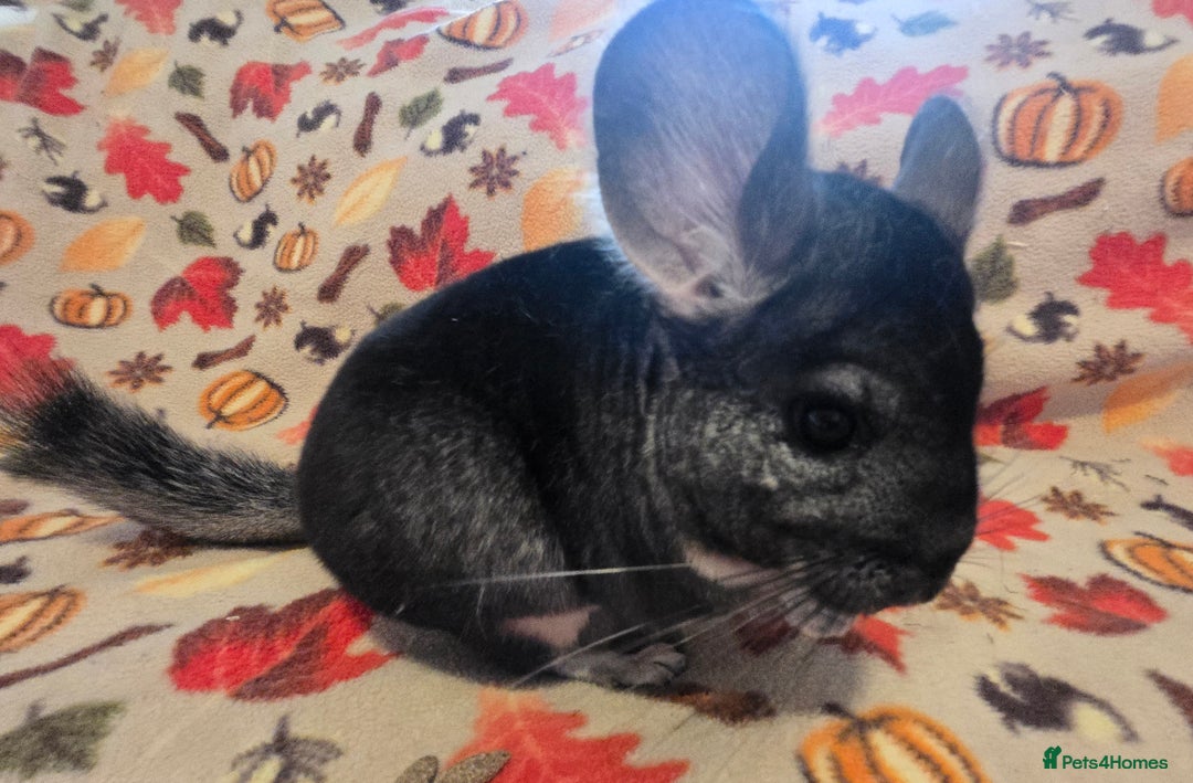 Chinchilla rodents for sale: Black pearl Carriers - Image 8