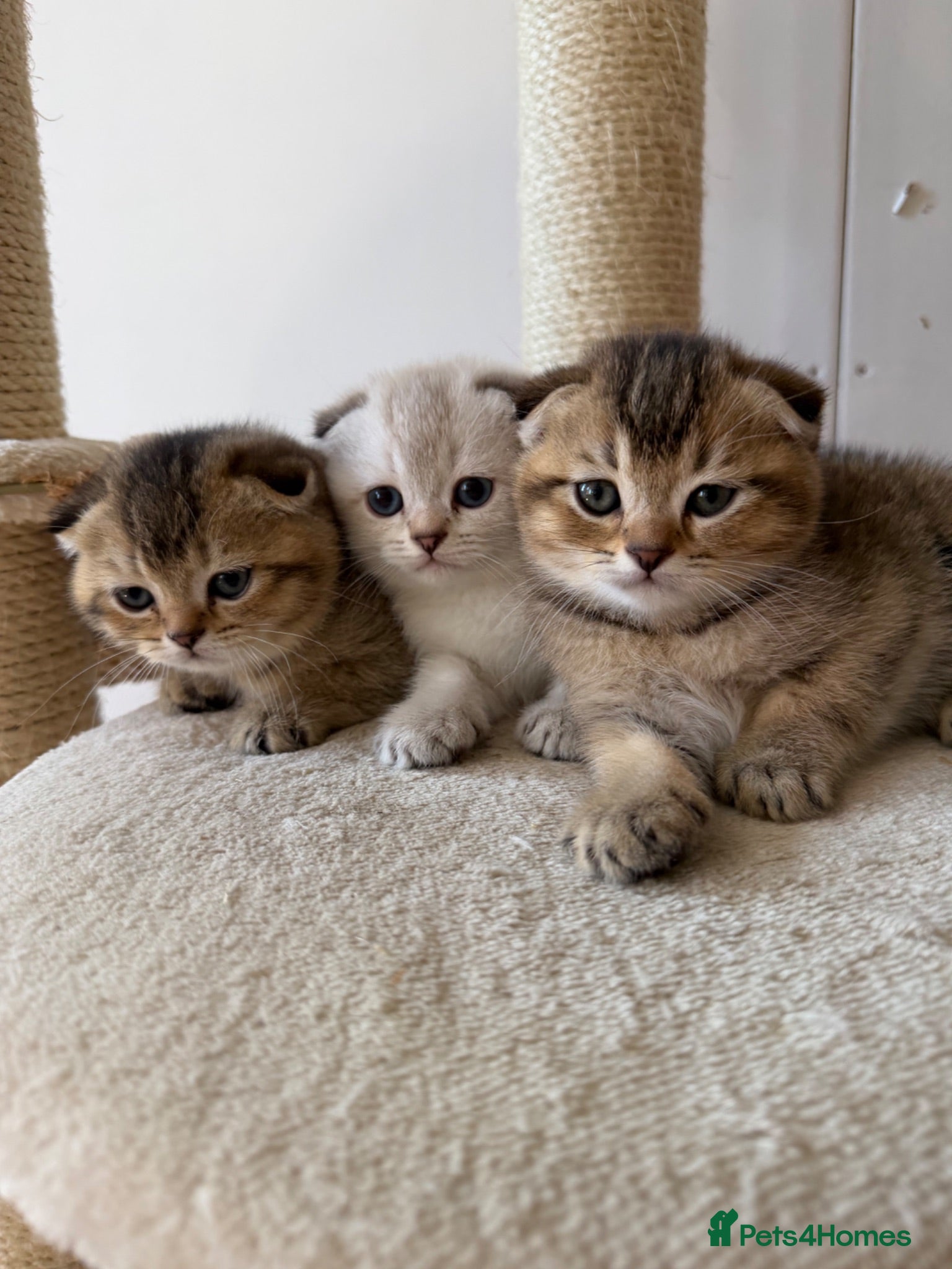 Scottish Fold cats Tawny and Smoke Scottish Fold/Straight Kittens - Advert 15