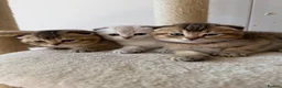 Scottish Fold cats for sale: Champion bloodlines Scottish Fold-Straight Kittens - Advert 18