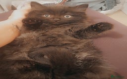 British Longhair cats for sale: British longhair male kitten - Advert 7