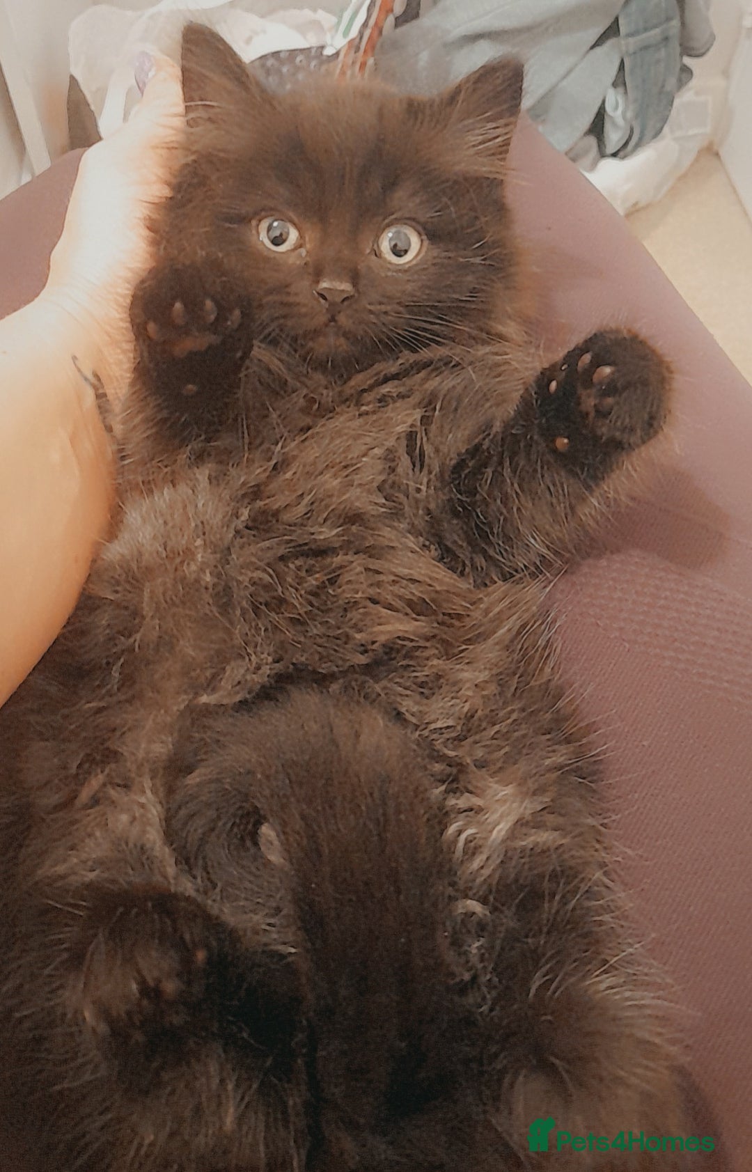 British Longhair cats for sale: British longhair male kitten - Advert 7