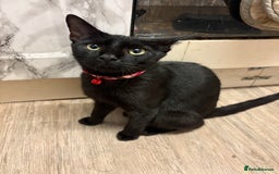 Bombay cats for sale:  Coco - Image 1