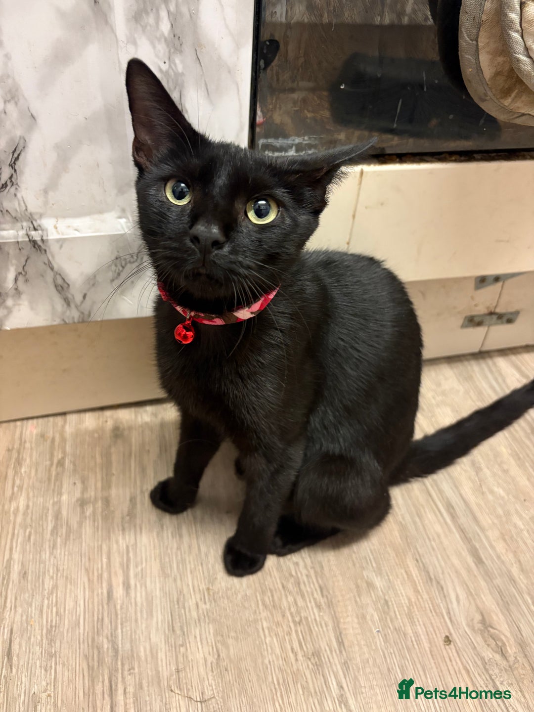 Bombay cats for sale:  Coco - Image 1