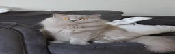British Shorthair cats for sale: GCCF British Shorthair & British Longhair Girls - Advert 8