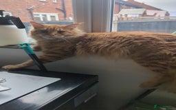 Maine Coon cats for sale: 3 gorgeous healthy full breed Maine coon kittens - Image 17