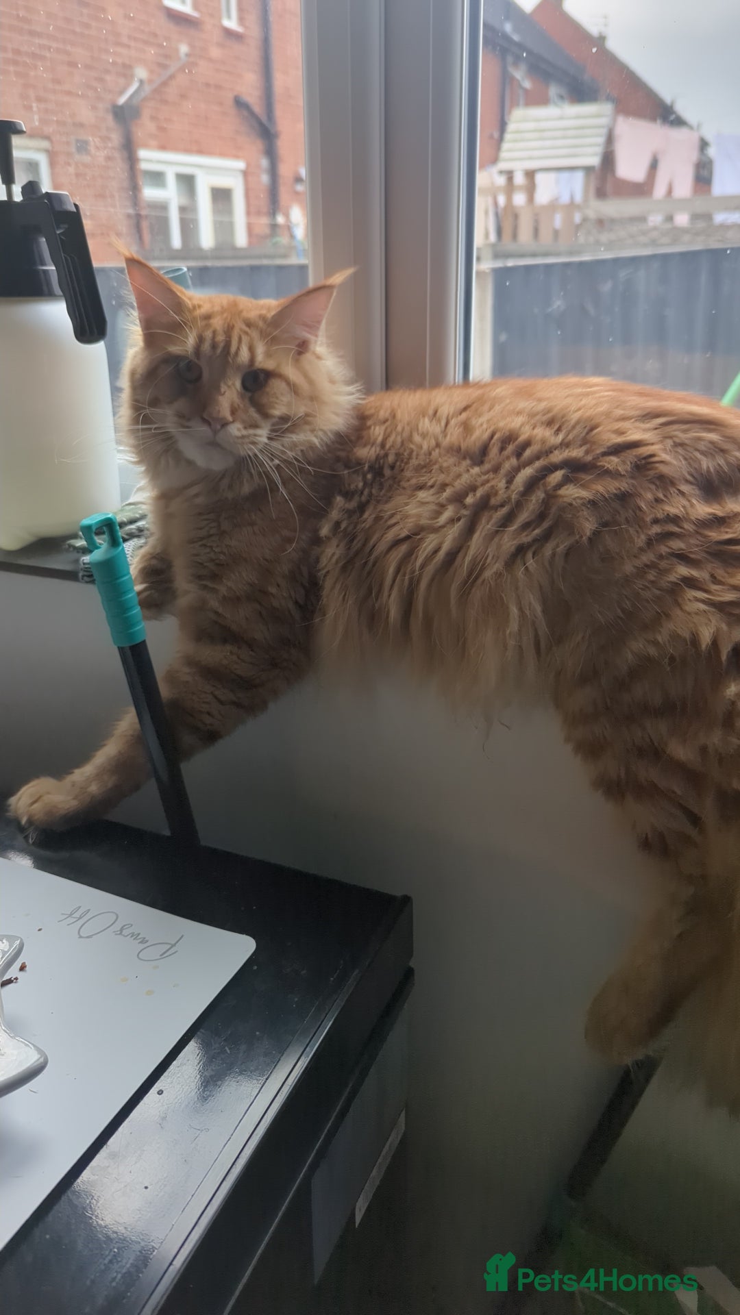 Maine Coon cats for sale: 3 gorgeous healthy full breed Maine coon kittens - Image 17