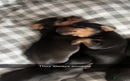Mixed Breed dogs for sale: Dachshund x patterdale puppues - Image 7