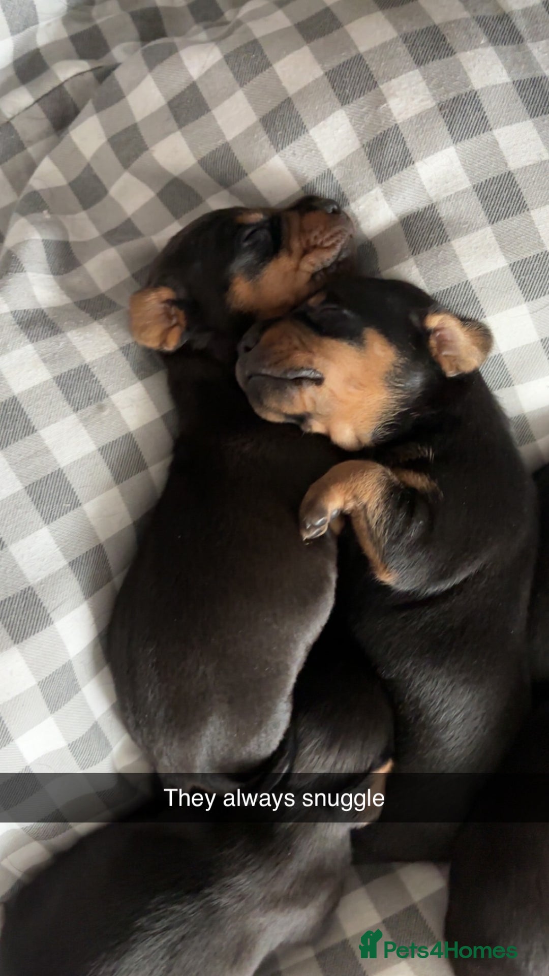 Mixed Breed dogs for sale: Dachshund x patterdale puppues - Image 7