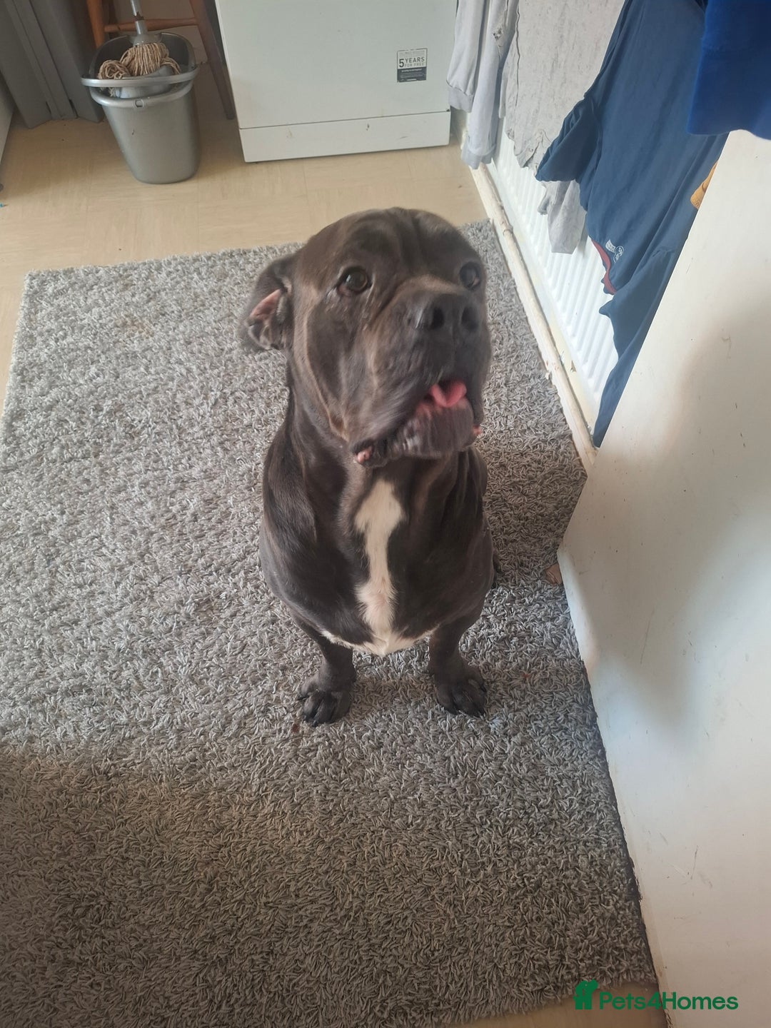 Cane Corso dogs for sale: 3 And Half Year Blue Cane Corso Male  - Image 2