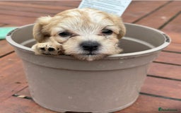 Jackapoo dogs for sale: Three jackapoo puppies - Image 3