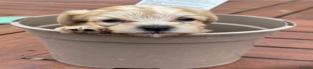Jackapoo Puppy 1